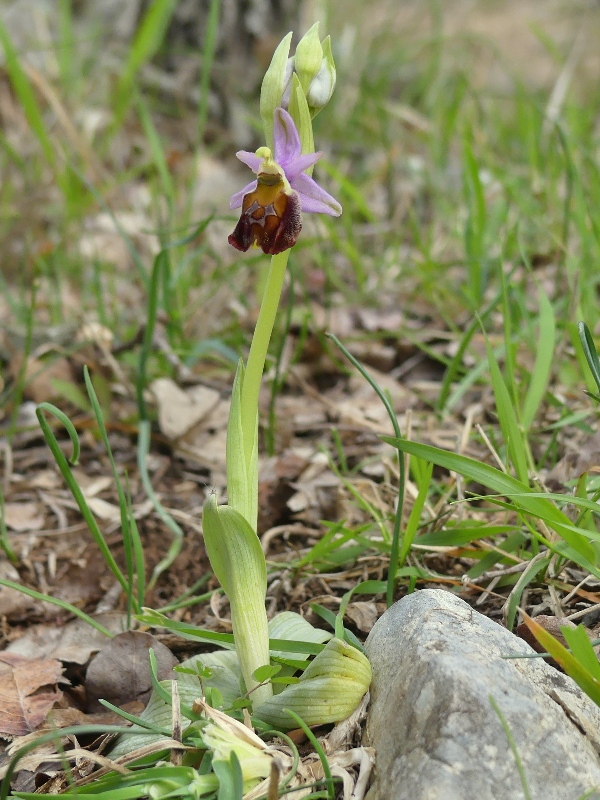 Ophrys crabronifera e la sua variabilit in alcune zone di Lazio e Abruzzo primavera 2018